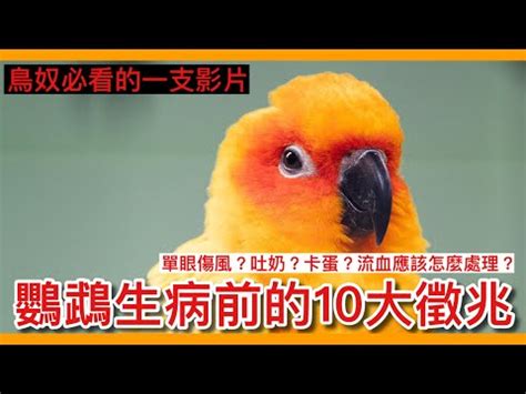 小鳥死掉怎麼處理|【小鳥死掉】後院發現小鳥生死不明！專業解答，教你妥善處理